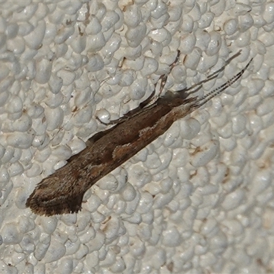 Plutella xylostella (Diamondback Moth) at Hall, ACT - 27 Oct 2024 by Anna123