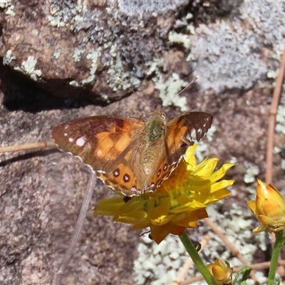 Vanessa kershawi (Australian Painted Lady) at Theodore, ACT - 28 Oct 2024 by owenh