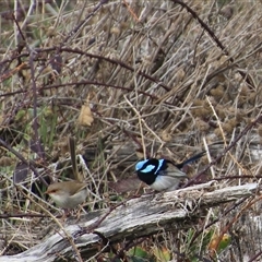 Malurus cyaneus (Superb Fairywren) at Denman Prospect, ACT - 18 Aug 2024 by Jennybach