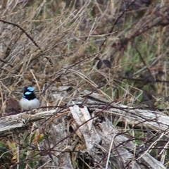 Malurus cyaneus at Denman Prospect, ACT - 18 Aug 2024 01:43 PM