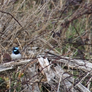 Malurus cyaneus at Denman Prospect, ACT - 18 Aug 2024 01:43 PM