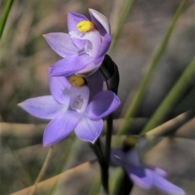 Thelymitra peniculata (Blue Star Sun-orchid) at Captains Flat, NSW - 28 Oct 2024 by Csteele4