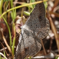 Taxeotis subvelaria - 1 Jan 1900 by Anna123