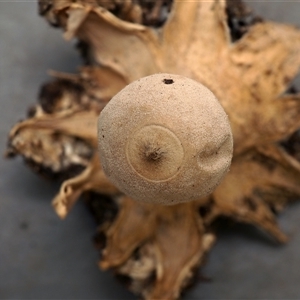 Geastrum austrominimum at Acton, ACT - 13 Oct 1996