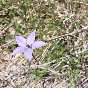 Lasioglossum (Chilalictus) sp. (genus & subgenus) at Lyons, ACT - 28 Oct 2024