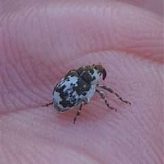 Mogulones larvatus (Paterson's curse crown weevil) at Wanniassa, ACT - 28 Oct 2024 by gregbaines