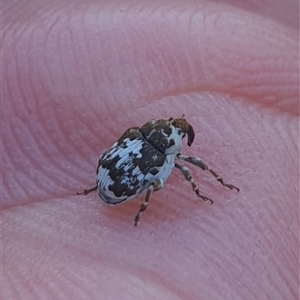 Mogulones larvatus at Wanniassa, ACT - 28 Oct 2024