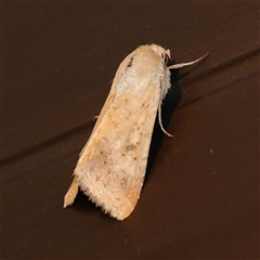 Helicoverpa (genus) (A bollworm) at Turner, ACT - 26 Oct 2024 by ConBoekel