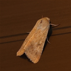 Helicoverpa (genus) at Turner, ACT - 26 Oct 2024 08:58 PM