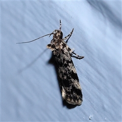 Barea codrella (A concealer moth) at Turner, ACT - 26 Oct 2024 by ConBoekel