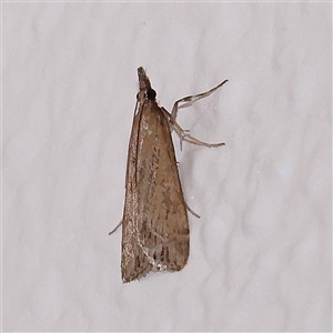 Eudonia cleodoralis at Turner, ACT - 26 Oct 2024 09:05 PM