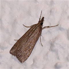 Eudonia cleodoralis at Turner, ACT - 26 Oct 2024 09:05 PM