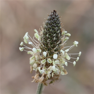 Plantago lanceolata (Ribwort Plantain, Lamb's Tongues) at Pialligo, ACT - 27 Oct 2024 by ConBoekel