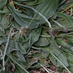 Plantago lanceolata at Pialligo, ACT - 27 Oct 2024 01:47 PM