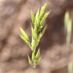 Bromus hordeaceus (A Soft Brome) at Pialligo, ACT - 27 Oct 2024 by ConBoekel