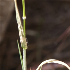 Bromus hordeaceus at Pialligo, ACT - 27 Oct 2024 01:48 PM