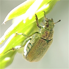 Diphucephala sp. (genus) (Green Scarab Beetle) at Pialligo, ACT - 27 Oct 2024 by ConBoekel