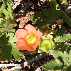 Modiola caroliniana (Red-flowered Mallow) at Pialligo, ACT - 27 Oct 2024 by ConBoekel