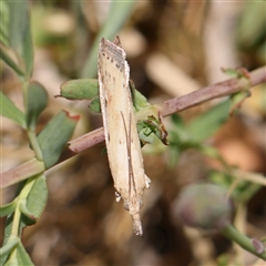 Faveria tritalis (Couchgrass Webworm) at Pialligo, ACT - 27 Oct 2024 by ConBoekel