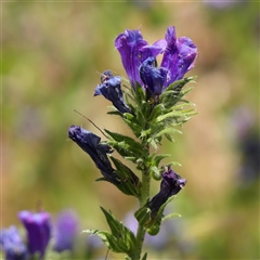 Echium plantagineum (Paterson's Curse) at Pialligo, ACT - 27 Oct 2024 by ConBoekel