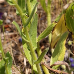 Echium plantagineum at Pialligo, ACT - 27 Oct 2024 02:06 PM