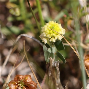 Trifolium campestre at Pialligo, ACT - 27 Oct 2024