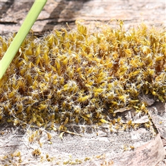 Unidentified Moss, Liverwort or Hornwort at Pialligo, ACT - 27 Oct 2024 by ConBoekel