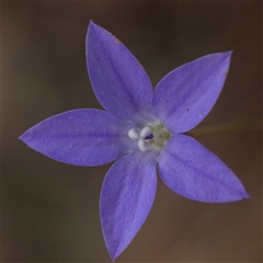 Wahlenbergia sp. (Bluebell) at Pialligo, ACT - 27 Oct 2024 by ConBoekel