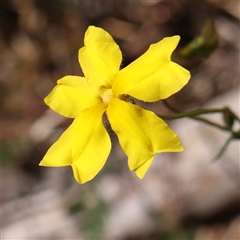 Goodenia pinnatifida (Scrambled Eggs) at Canberra Airport, ACT - 27 Oct 2024 by ConBoekel