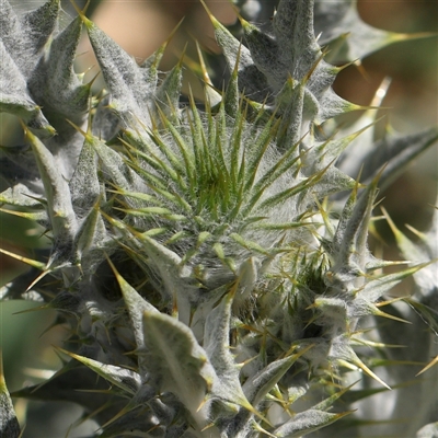 Onopordum acanthium (Scotch Thistle) at Canberra Airport, ACT - 27 Oct 2024 by ConBoekel