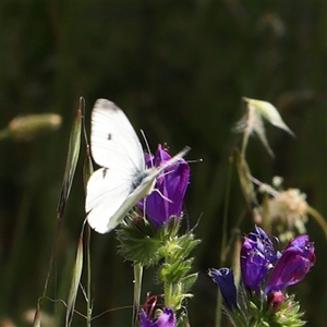 Pieris rapae at Canberra Airport, ACT - 27 Oct 2024 02:27 PM