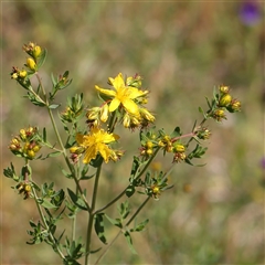 Hypericum perforatum (St John's Wort) at Canberra Airport, ACT - 27 Oct 2024 by ConBoekel