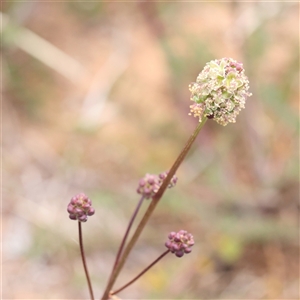 Sanguisorba minor at Canberra Airport, ACT - 27 Oct 2024