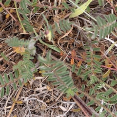 Sanguisorba minor at Canberra Airport, ACT - 27 Oct 2024