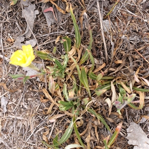 Oenothera stricta subsp. stricta at Canberra Airport, ACT - 27 Oct 2024