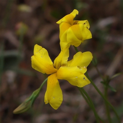 Goodenia pinnatifida (Scrambled Eggs) at Canberra Airport, ACT - 27 Oct 2024 by ConBoekel