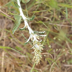 Gamochaeta purpurea (Purple Cudweed) at Canberra Airport, ACT - 27 Oct 2024 by ConBoekel