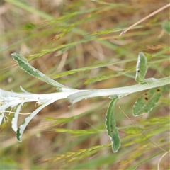 Gamochaeta purpurea at Canberra Airport, ACT - 27 Oct 2024