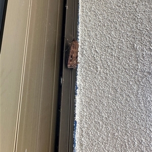 Agrotis infusa at Stirling, ACT - suppressed
