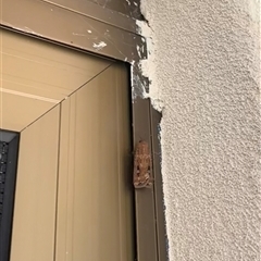 Agrotis infusa at Stirling, ACT - suppressed