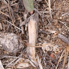 Faveria tritalis (Couchgrass Webworm) at Canberra Airport, ACT - 27 Oct 2024 by ConBoekel