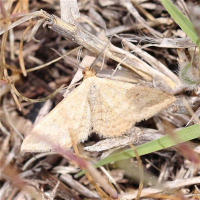 Scopula rubraria (Reddish Wave, Plantain Moth) at Canberra Airport, ACT - 27 Oct 2024 by ConBoekel