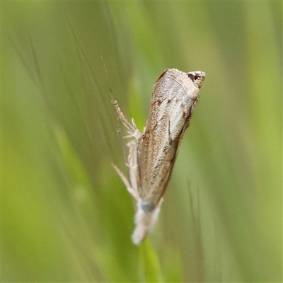 Culladia cuneiferellus (Crambinae moth) at Canberra Airport, ACT - 27 Oct 2024 by ConBoekel