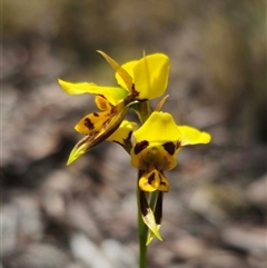 Diuris sulphurea (Tiger Orchid) at Captains Flat, NSW - 28 Oct 2024 by Csteele4