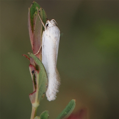 Zacorus carus (White Wingia) at Canberra Airport, ACT - 27 Oct 2024 by ConBoekel