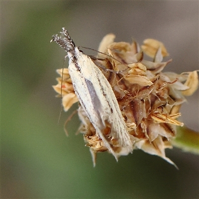 Thema protogramma (A concealer moth) at Pialligo, ACT - 27 Oct 2024 by ConBoekel