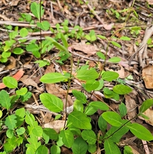 Lonicera japonica at Captains Flat, NSW - 28 Oct 2024