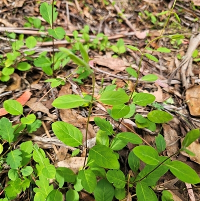 Lonicera japonica (Japanese Honeysuckle) at Captains Flat, NSW - 28 Oct 2024 by Csteele4