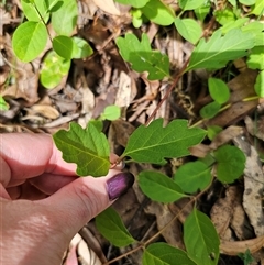 Lonicera japonica at Captains Flat, NSW - 28 Oct 2024