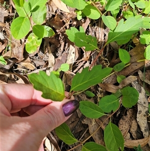 Lonicera japonica at Captains Flat, NSW - 28 Oct 2024